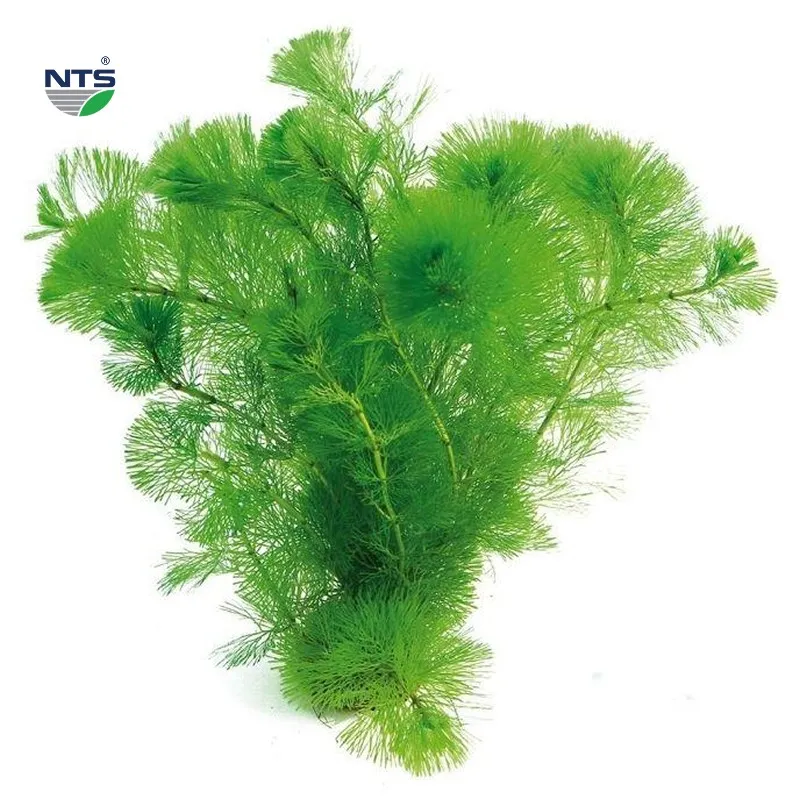Cây rong đuôi chồn (rong la hán) được ứng dụng phổ biến
