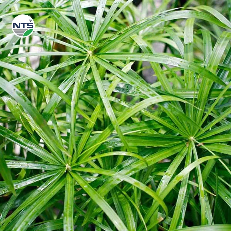 Cây thuỷ trúc xử lý nước ổn định