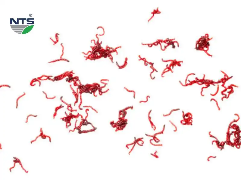 Hình ảnh các con giun đỏ trên nền trắng