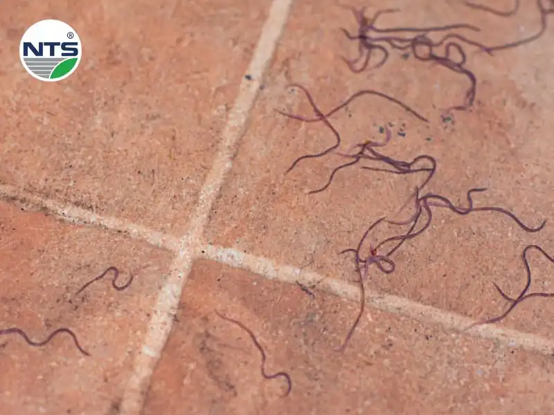 Hình ảnh các con giun đỏ xuất hiện trong bể xử lý nước thải