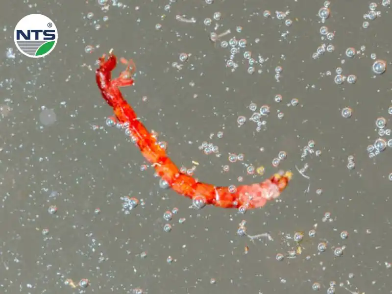 Hình ảnh con giun đỏ xuất hiện trong hệ thống xử lý nước thải